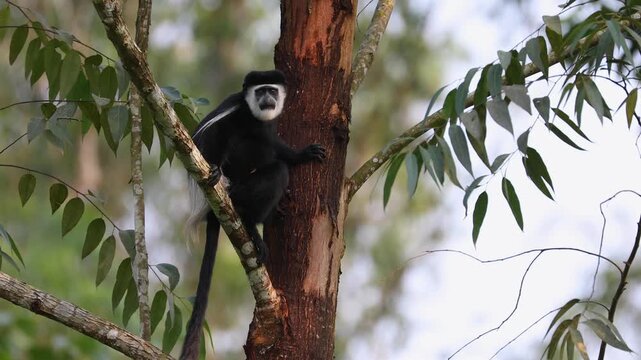 Black-and-white Colobus aka guereza, in the rainforest of Kibale National Park. Uganda