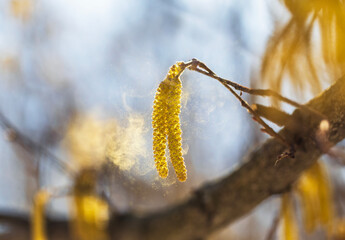 Golden catkins of alder and birch trees spray a cloud of fine pollen against the sky in a spring...
