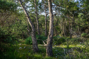 Fototapeta premium Sunlit Pine Forest with Twisted Trunks and Dense Green Undergrowth