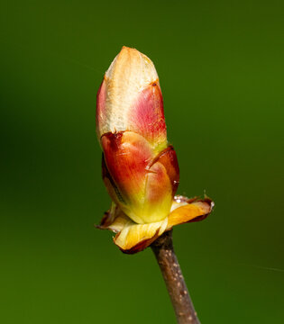 Close up of a horse chestnut leaf bud (Aesculus hippocastanum) before it has opened
