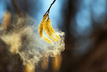 Obraz premium Golden catkins of alder and birch trees spray a cloud of fine allergic pollen against a sunny sky in a spring garden
