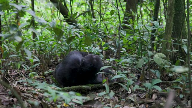 Chimpanzee sleeping on forest floor in rainforest of Kibale National Park. Uganda