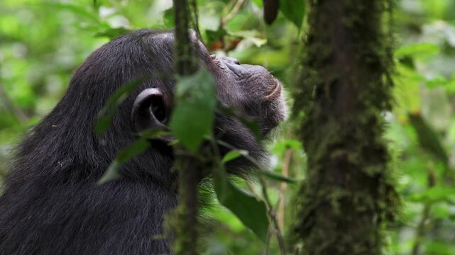 Chimpanzee in rainforest of Kibale National Park. Uganda