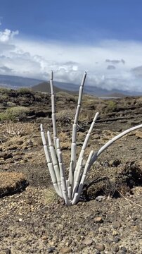 Ceropegia fusca or Cardoncillo gris, Mataperros tropical succulent is endemic to the Canary Islands growing in Montana Pelada natural park, Tenerife, 4K vertical video.