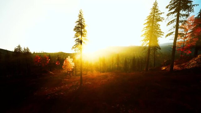 overexposed forest sunrise with blinding light flooding frame soft haze and washed highlights create ethereal mood for abstract backgrounds and inspirational