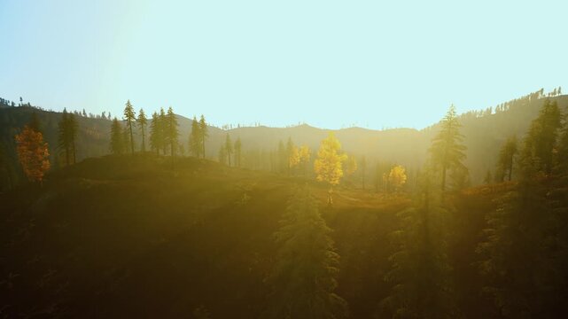 sunlit solitary tree on ridge bathed in golden rays with soft meadow and distant pines creating cinematic quiet mood perfect for outdoor editorial and travel