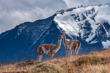 Two Guanacos (Lama guanicoe) Standing on Hill with Snow‑Capped Mountains. Torres del Paine, Patagonian Landscape, Chili. © Albert