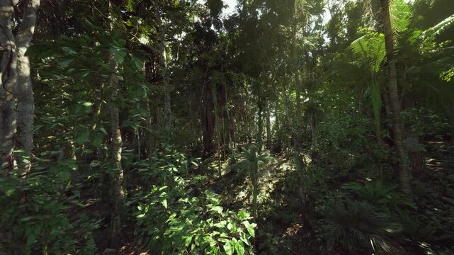 Shadowed tropical forest with soft light, dense greenery, hanging vines and cool mossy floor evoking calm, ideal for meditation, forest bathing, eco wellness