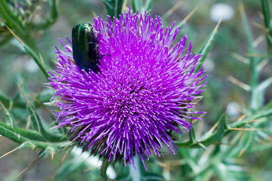 Close‑up of a metallic green June beetle perched on a purple thistle flower