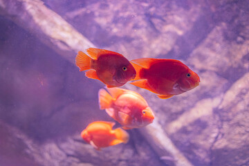 Obraz premium Underwater scene with swimming orange fish and rocky formations in blue-green water Rough rocks, coral, and soft shadows add depth Natural lighting highlights textures of fish scales and rocks