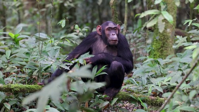 Chimpanzee in rainforest of Kibale National Park. Uganda