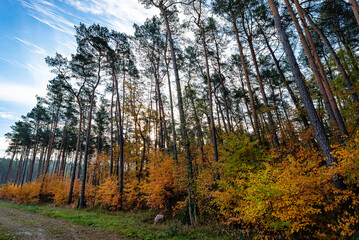 Obraz premium Poland forest vibrant autumn foliage pine trees