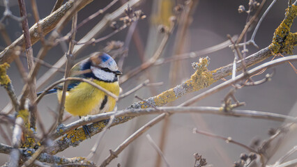 Blue tit in the branches © AntiSTEP