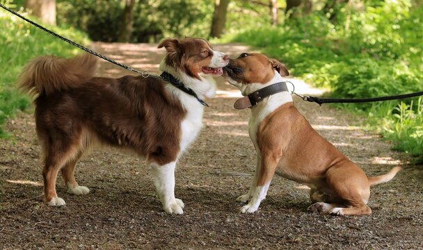 Two different dog breeds touching noses on a forest path.