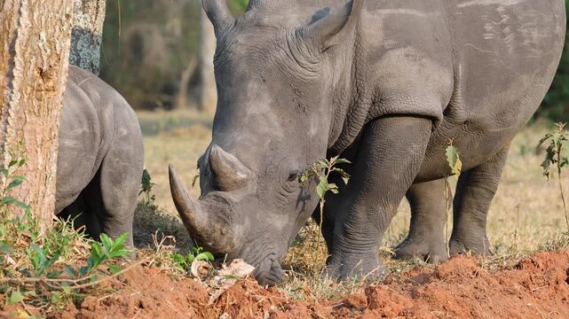 White rhinos feed peacefully at Ziwa Rhino Sanctuary in Uganda