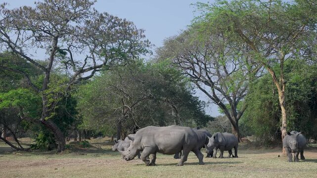 White rhinos feed peacefully at Ziwa Rhino Sanctuary in Uganda