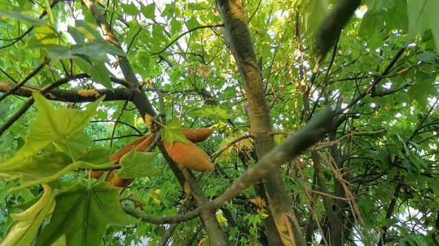The camera pans upwards through the lush branches of a Silk Floss Tree, highlighting fresh green leaves and dried seed pods, capturing a moment in a vibrant and living natural environment.