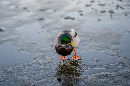 Male mallard duck with green head standing on thin melting ice of frozen lake for winter wildlife survival and climate change environmental concept
