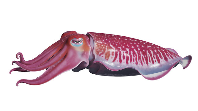 Pink cuttlefish with red and white spots and tentacles red spots isolated on a transparent background