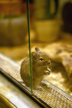 curious brown degu pressed against a glass enclosure in a warm amber-lit habitat, standing on a wire-mesh ledge with delicate whiskers and alert ears, soft bokeh of pots and bedding, reflection