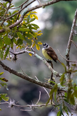 Obraz premium Great kiskadee perched on a tree branch in natural habitat, with green leaves and soft background. Wildlife scene with shallow depth of field highlighting the bird.