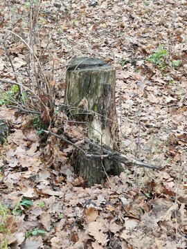 felled tree, stump, beautiful photo of the forest and stump in the foliage