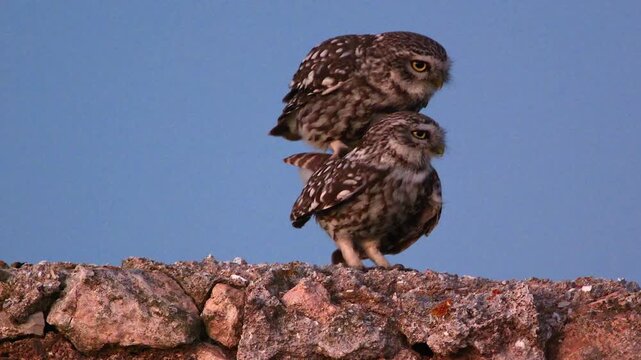 couple of little owl copulate 485
