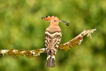 Wiedehopf © Christian