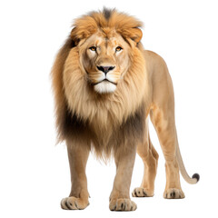 Fototapeta premium Majestic male lion standing on transparent background, proud and powerful king of the jungle.