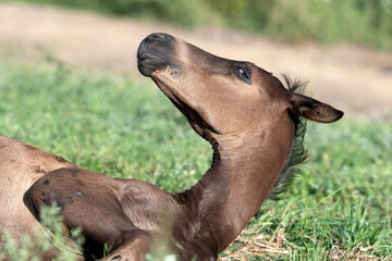 portrait of black napping cutest little foal at pasture. close up. sunny day