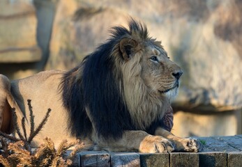 lion in the zoo © Hana