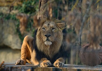 lion in the zoo © Hana