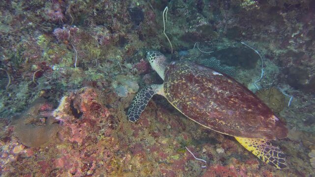Close-up of a sea turtle swimming and feeding underwater. Exploration of the seabed, marine ecosystem, underwater nature, tropical fish. Underwater world and the life of its inhabitants. Diving.