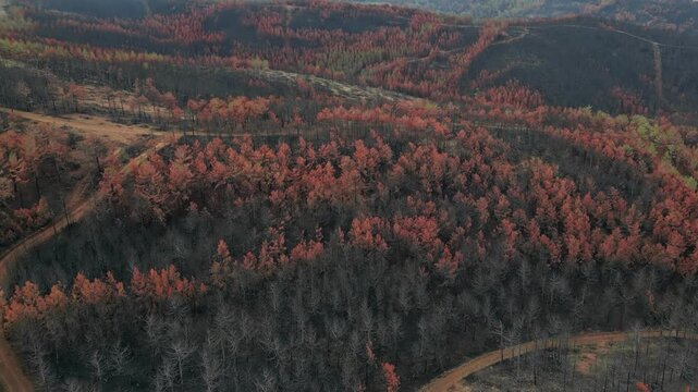 Aerial survey of a burnt forest ridge after a severe fire showing rows of dead trees against a gray sky focusing on the ecological aftermath of seasonal wildfires