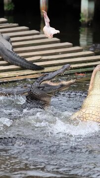 Two American alligators collide mid-air while competing for food in Florida. Natural reptile behavior captured dramatic 
