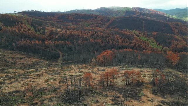 Panoramic aerial view of burnt mountain slopes and valley after a massive wildfire disaster showing the stark contrast between dead vegetation and remaining soil patches