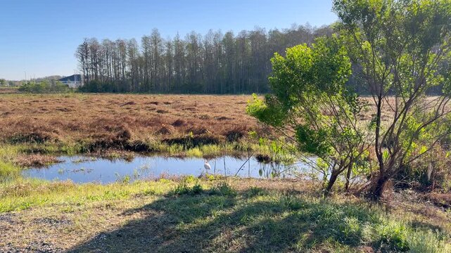 white bird foraging in shallow wetland pond at florida nature preserve