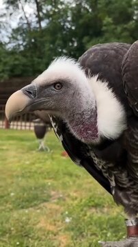 Close-up Profile of a Vulture in the Wild