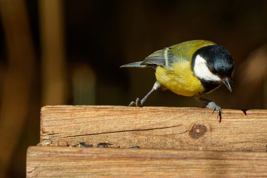 The great tit (Parus major) is a small passerine bird in the tit family Paridae.