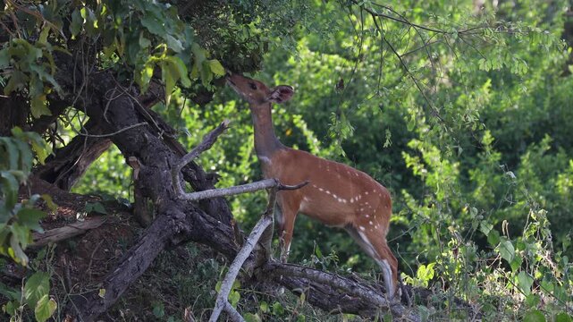 Bushbuck antelope in savannah landscape of Uganda