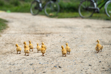 Fototapeta premium Little yellow ducklings on free-range in rural farmland, flock of birds walking along road in countryside on sunny day, ducks strolling together on country pathway, agriculture and poultry farming.