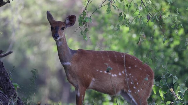 Bushbuck antelope in savannah landscape of Uganda