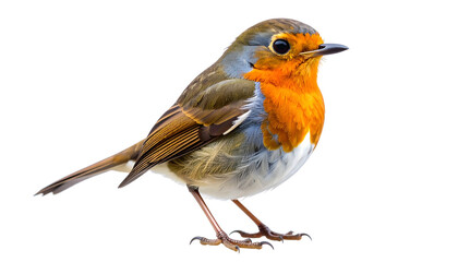 Obraz premium A close-up of a European robin perched on an unseen surface against a black backdrop