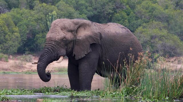African Elephant standing on a little island in White Nile River of Murchison Falls National Park, Uganda