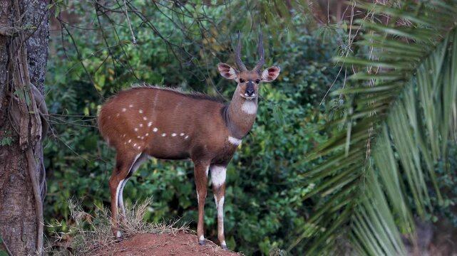 Bushbuck antelope in savannah landscape of Uganda