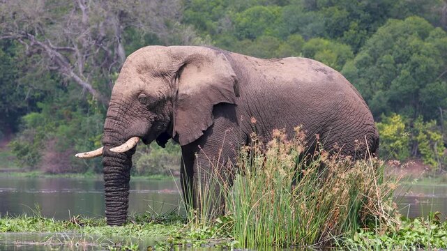 African Elephant standing on a little island in White Nile River of Murchison Falls National Park, Uganda