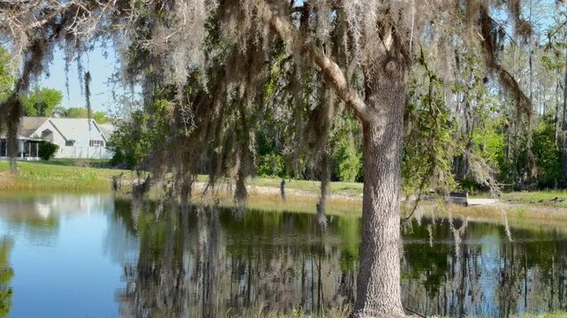 metadata analysis
title
spanish moss on oak tree reflecting in calm pond water in florida park