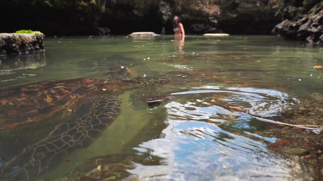Woman swimming alongside rescued green sea turtles in the natural tidal pool of Baraka Natural Aquarium. High-angle view showcasing gentle marine life interaction in Zanzibar