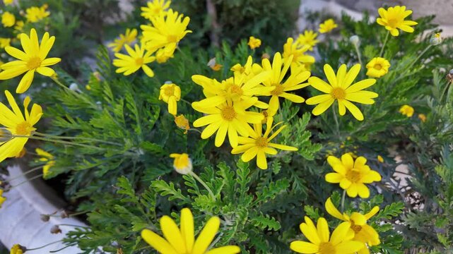 Macro Golden African Bush Daisy Euryops Chrysanthemoides Bloom