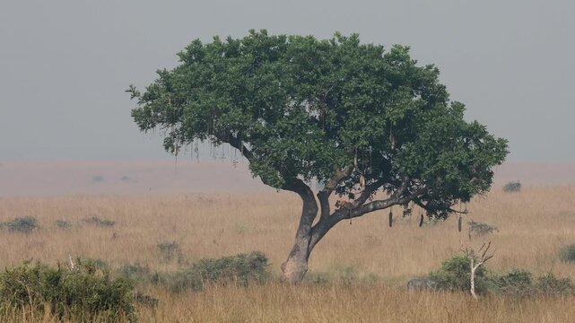 Lioness on a tree in Murchison Falls National Park, Uganda